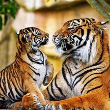 Схема вышивки «Не зли меня:-))))»