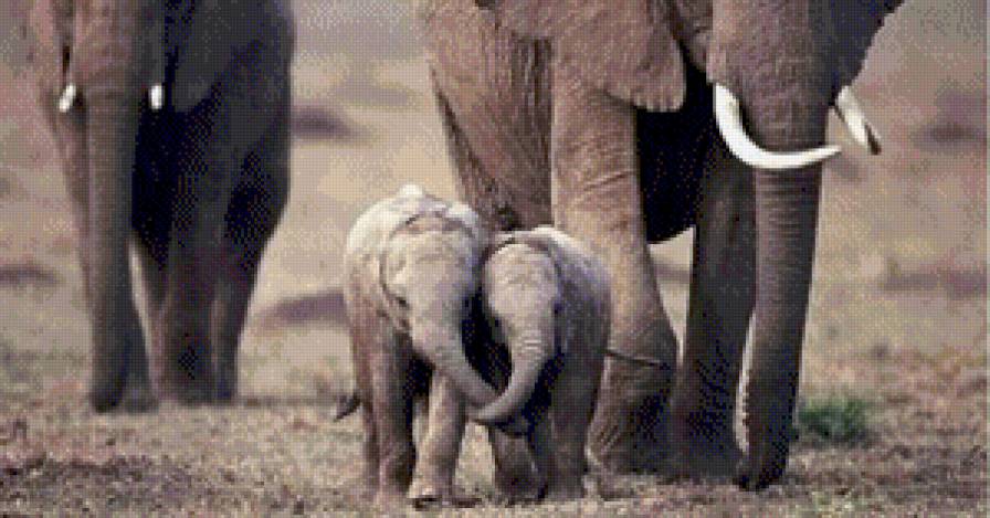 Семья - слоны, животные, слоник - предпросмотр