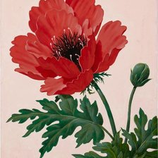 Схема вышивки «красный мак»