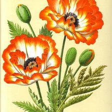 Схема вышивки «мак»