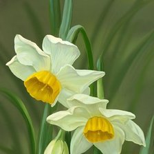 Схема вышивки «нарцис»