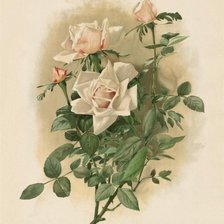 Схема вышивки «розы»