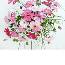 Полевые цыеты