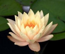 Схема вышивки «цветы»