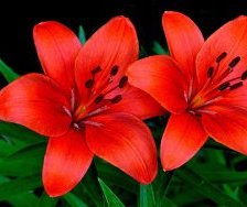 Схема вышивки «цветы»