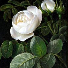 Схема вышивки «№697242»