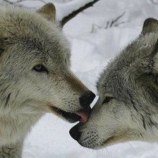 Схема вышивки «Нежность»