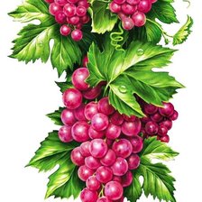 Схема вышивки «гроздь»