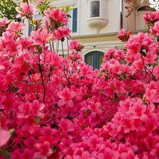 Схема вышивки «Азалия»