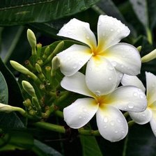 Схема вышивки «Лилии»