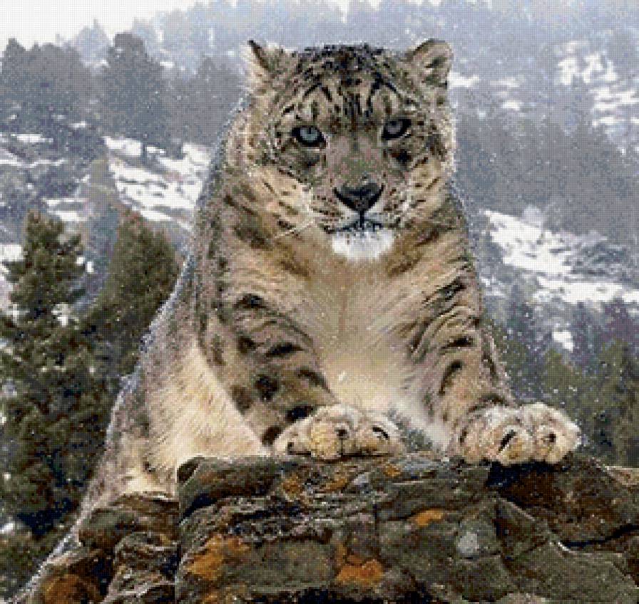 киска - предпросмотр