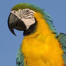 Схема вышивки «Попугай»