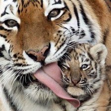 Схема вышивки «Тигры»