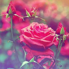 Схема вышивки «Роза»