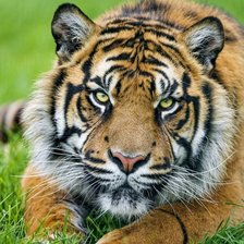 Схема вышивки «Тигр»