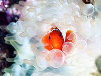 Схема вышивки «№698314»