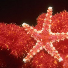 Схема вышивки «№698324»