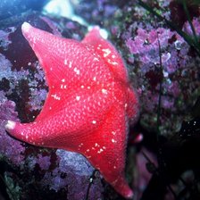 Схема вышивки «№698326»