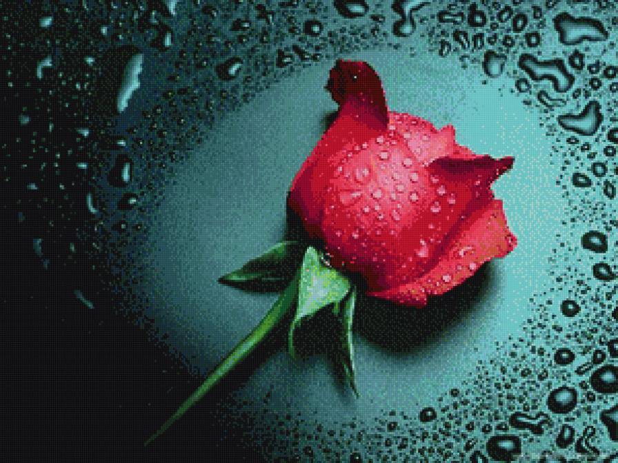 как прекрасна роза - цветы - предпросмотр