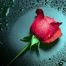 как прекрасна роза