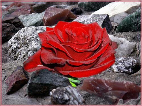 Роза на камне - розы, цветы - оригинал