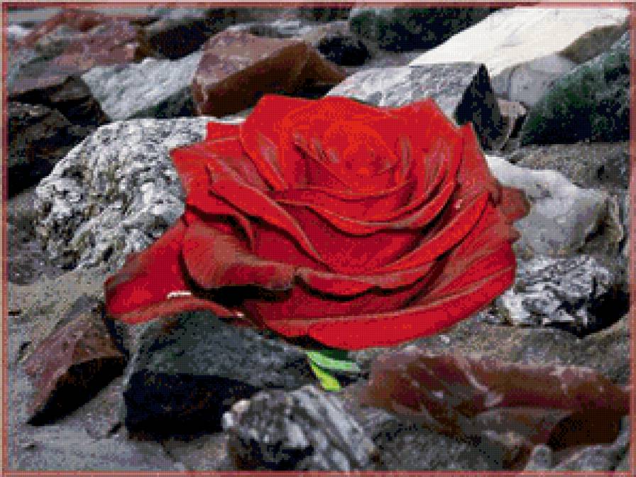 Роза на камне - розы, цветы - предпросмотр