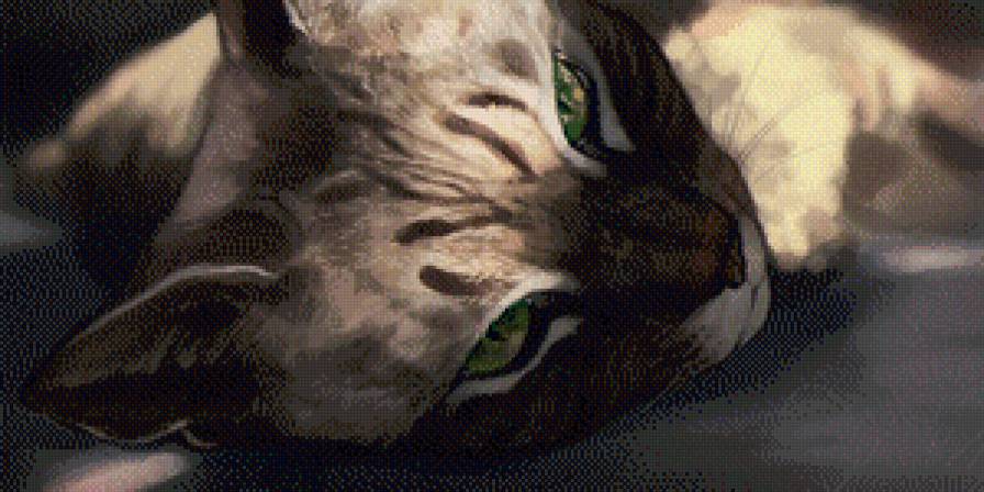 Кошачий взгляд - кот, взгляд, глаза, кошка - предпросмотр