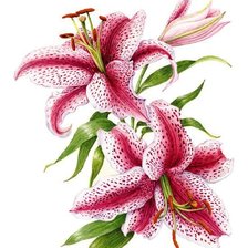 Схема вышивки «№698741»