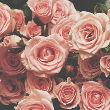 Схема вышивки «Розы»