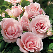 Схема вышивки «Розы»