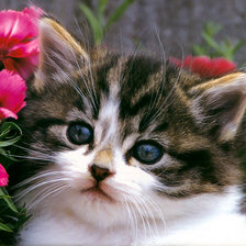 Схема вышивки «портрет милашки»