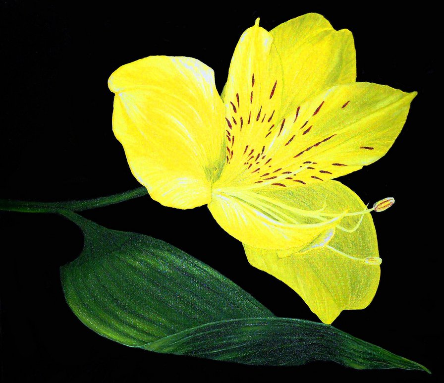 пано желтый цветок - пано, цветы - оригинал