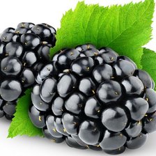 Схема вышивки «Ежевика»