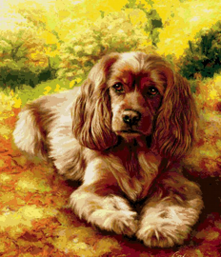 милашка - животные, пано, собаки - предпросмотр