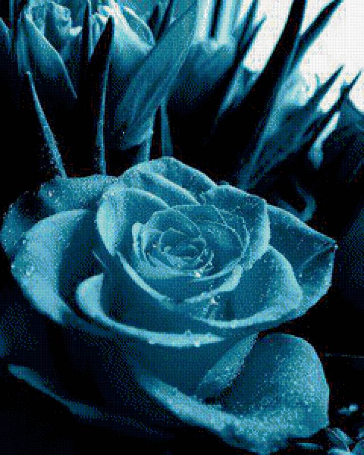 синяя роза - цветы, роза - предпросмотр