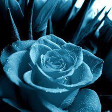 Схема вышивки «синяя роза»