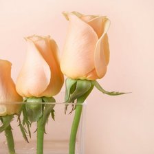 Схема вышивки «розы»