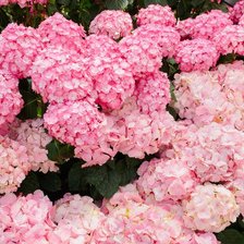 Схема вышивки «Цветы»