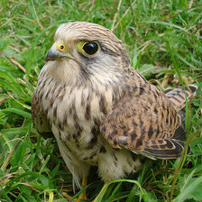 Схема вышивки «№700068»