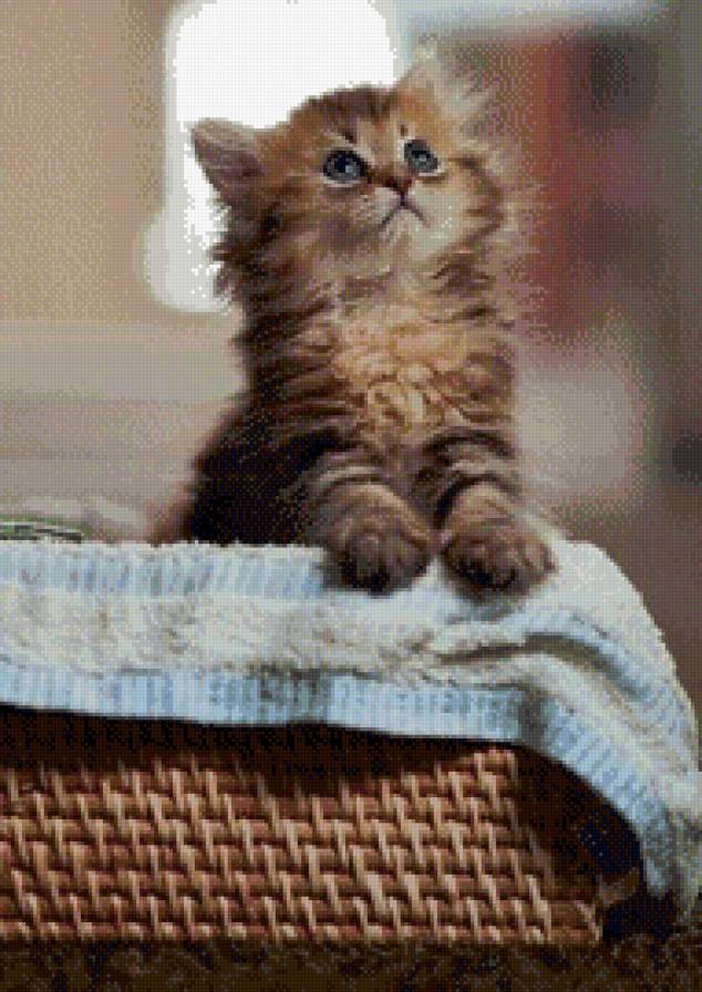 котёнок в карзинке - животное, кошки, котенок - предпросмотр