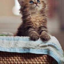 Схема вышивки «котёнок в карзинке»