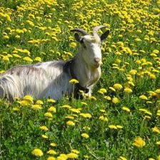 Схема вышивки «Коза на лугу»