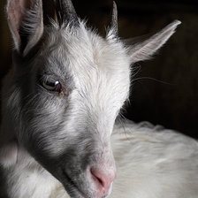 Схема вышивки «козочка»