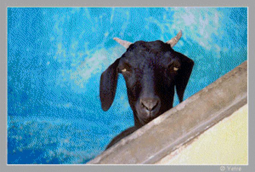 черная коза - коза - предпросмотр