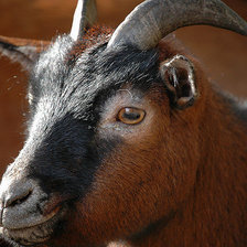 Схема вышивки «коза»