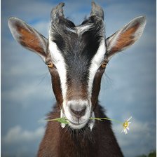 Схема вышивки «козочка с ромашкой»