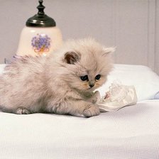 Схема вышивки «Пушистик»