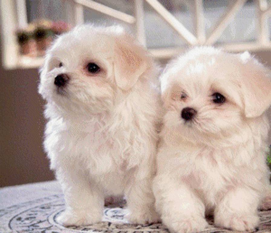 Парочка - пара, собаки - предпросмотр