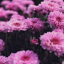 Схема вышивки «Цветы»