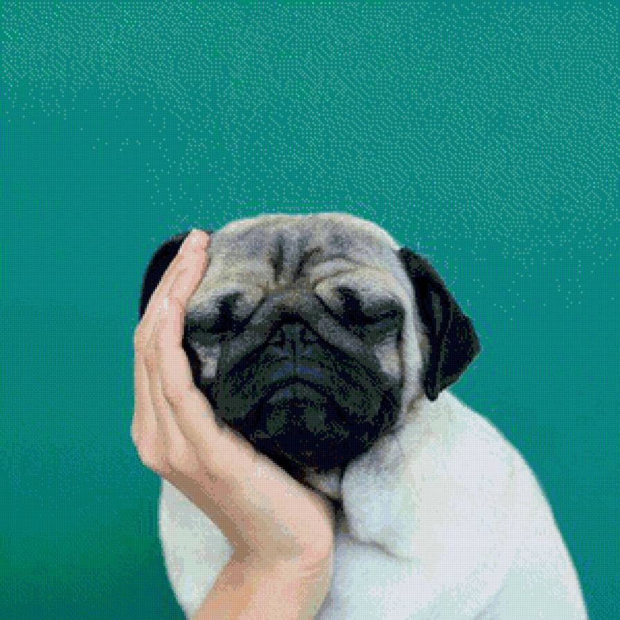 Мопс - предпросмотр